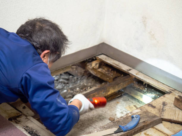 Best Basement Mold Remediation in Guernsey, WY