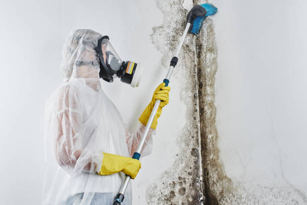 Best Mold Remediation for Specific Building Types in Guernsey, WY
