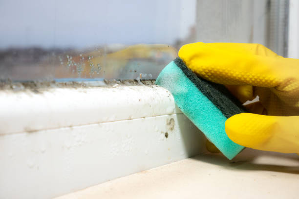 Best Commercial Mold Remediation in Guernsey, WY