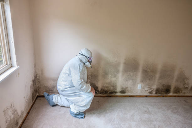 Trusted Guernsey, WY Mold Remediation Experts