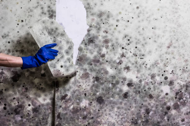 Best Mold Testing and Inspection Services in Guernsey, WY